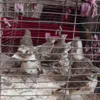 تعدادی سهره خاکی همشون نر جوجه سال|پرنده|خاش, |دیوار