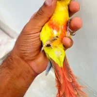 انواع طوطی گرینچیک تست تعیین جنسیت/عروس راهب ملنگو|پرنده|شیراز, فخرآباد (دروازه کازرون)|دیوار