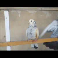 کفتر تو دمدار پس گردنی و شهرستانی|پرنده|شهریار, شهریار|دیوار