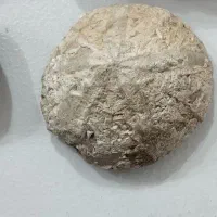 فروش سنگ فسیل