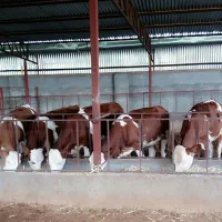 سیمینتال نر|حیوانات مزرعه|قم, مهدی آباد|دیوار