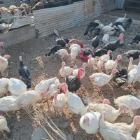 فروش بوقلمون گوشتی|حیوانات مزرعه|بوئین زهرا, |دیوار