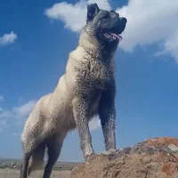 سگ سرابی|سگ|اردبیل, |دیوار