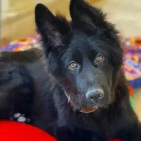 توله ژرمن بلک