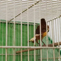 یک جفت قناری دارچینی یا سوخته|پرنده|لنگرود, |دیوار