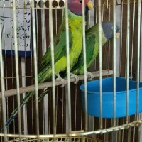 جفت مولد طوطی  کله آلویی