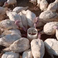 بوقلمون و نوچه|حیوانات مزرعه|ساوه, |دیوار