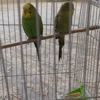 سلام. چهار عدد مرغ عشق|پرنده|جوانرود, |دیوار