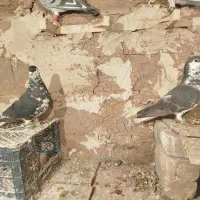 حیون بمب رنگه و آلمانی