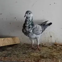 کفتر سوسکی بزک نر