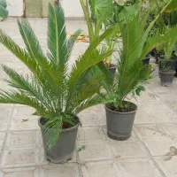 گل سیکاس و بابا آدم