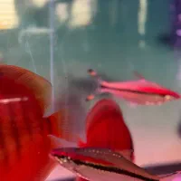 دیسکس گرید بالا|ماهی|مشهد, عبادی|دیوار