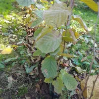 نهال فندوق پیوند نشده|گل و گیاه طبیعی|تالش, هشتپر|دیوار