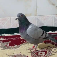 سبز پلاکی گرفتنی|پرنده|زابل, |دیوار