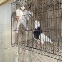 کلفه جفت|پرنده|اردبیل, |دیوار