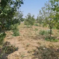 ۲۵۰متر باغچه سهیلیه زعفرانیه اقبالیه دولت اباد|فروش زمین و ملک کلنگی|کرج, مهرویلا جنوبی|دیوار