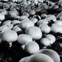 اگر میخوای حرفه ای وارد کار پرورش قارچ بشی کلیک کن|خدمات آموزشی|قدس, شهر‌قدس|دیوار