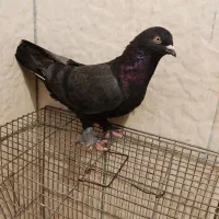 کبوتر شق شقی بازی دار