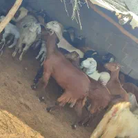 بز  کهره نری چپشت