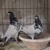 کفتر