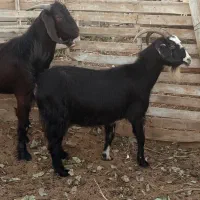 نیازمند کارگر ساده جهت کار  در دامداری