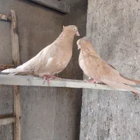 کبوتر کرم یک دست