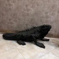 دکوری پلی استر