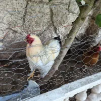 خروس برهما (امپراطور) یکساله