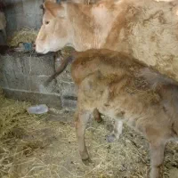 گاو با گوساله نر