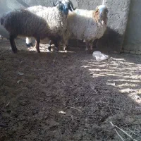 بره سبک و چاق