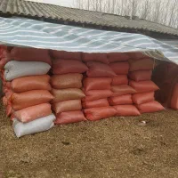 پوست بادوم زمینی