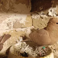 کفتر زرد کرمونی. کرمانی  کاکلی  ماده