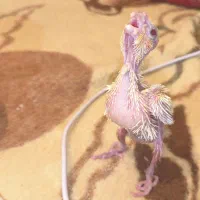 جوجه عروس هلندی سرلاکی|پرنده|مرودشت, پشت سایپا|دیوار