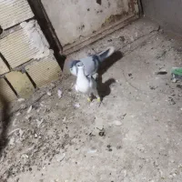 چپ کبود خوشرنگ کبود درجه یک