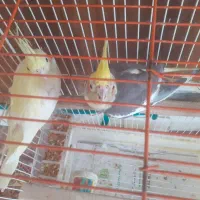 دوعدد عروس هلندی با قفس ۳۰۰۰۰۰۰ تومان