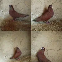 کفتر رنگی|پرنده|یزد, |دیوار