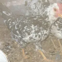 یک دونه نیمچه خروس گلین|حیوانات مزرعه|سامان, |دیوار