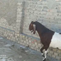 س3بز مری|حیوانات مزرعه|سراوان, |دیوار