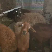 فروش گوسفند