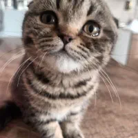 گربه اسکاتیش