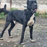 سرابی ۱۸ماهه