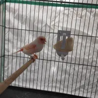 فروش جفت قناری آماده راه به راه پلاک ۲۰۲۵