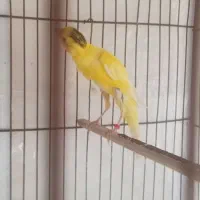 قناری نر یه سر