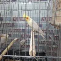 عروس هلندی مولد بشرط