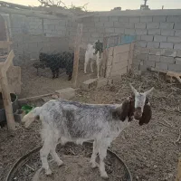 بز شیری تازه زا فروشی