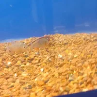 ماهی پیرانا ردبلی