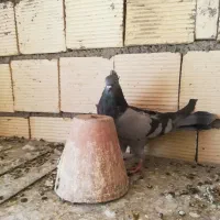 نر اصفهانی کاکلی پر