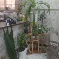 همه مدل گل با گلدون سرامیک بعلت کبودجا برای فروش