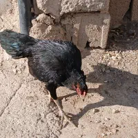 مرغ بسیار علی سن آن یک سال نیم اینا|حیوانات مزرعه|سراب, |دیوار