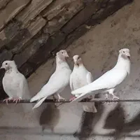 کبوتر پرشی اصیل کاشان